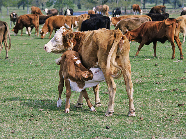 Teat and udder quality among cows is one of the top four reasons to cull them from the herd. (photo by StockPhoto Agriculture Volume 19)