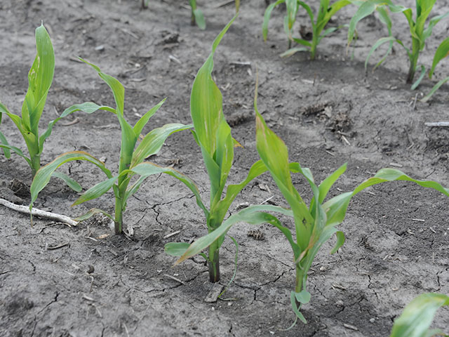 Slow-growing or sickly corn plants should probably not be counted as surviving plants when doing stand counts this spring to determine replant options. (DTN photo by Pamela Smith)