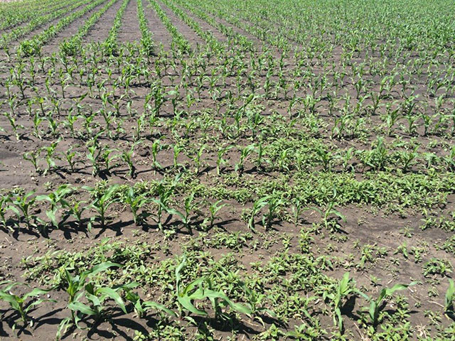 The 2017 corn crop got off to a fast start, but cool weather and heavy rains have taken a toll on the crop, slowing growth, challenging nitrogen and narrowing the spray window. (DTN photo by Pam Smith)