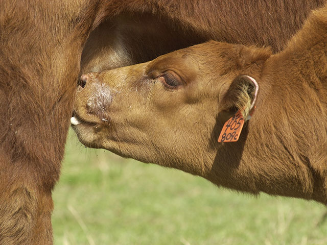 Letting a calf nurse from two dams, its own, and one that hasn&#039;t calved yet, could have an effect on colostrum available to the unborn calf. (DTN/Progressive Farmer photo by Jim Patrico)