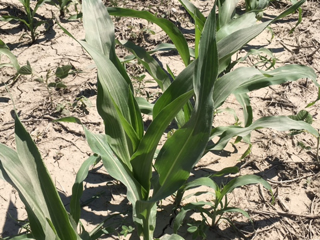 The ability of developing corn to utilize soil moisture reserves will be important in withstanding a strong round of heat over the next five days. (DTN photo by Bryce Anderson)