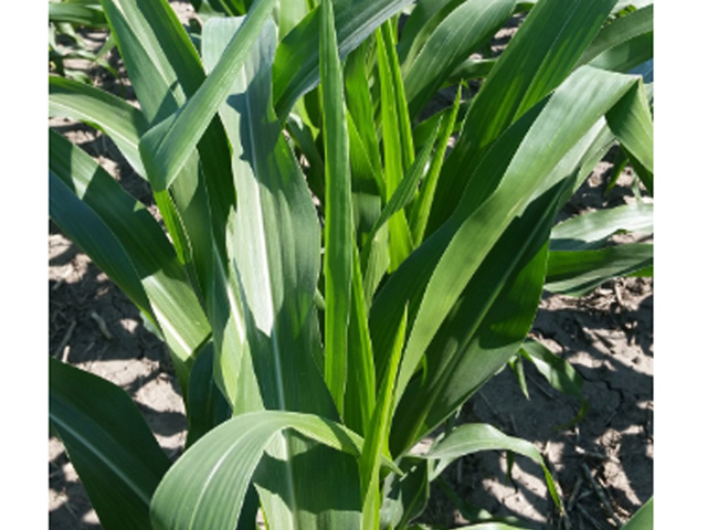 Decreasing topsoil moisture and midsummer-type temperatures combined to force corn leaves in the Midwest, as here in Illinois, to roll up in the past week during the day in a protective mode. (Photo courtesy David Brown) 
