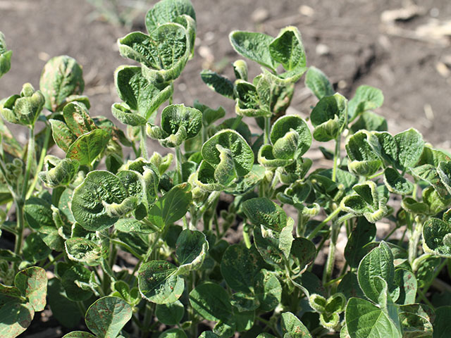 Puckered or cupped soybeans are a common sight this year as dicamba sprays have found sensitive targets. (DTN photo by Pamela Smith)