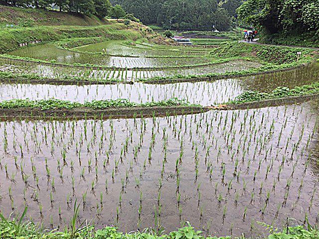 Rice fields in the rain, late June 2017, Nara prefecture, Japan, a few miles from the homestay host's house. (DTN photo by Urban C. Lehner)