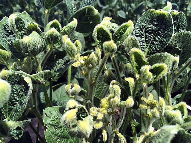 Knowing when liability insurance will and will not cover dicamba injury damage will be key for applicators and farmers in the 2018 season. (DTN photo by Pamela Smith) 