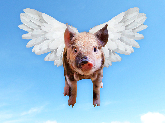 A flying pig: an example of fake agriculture news. (Public domain image) 