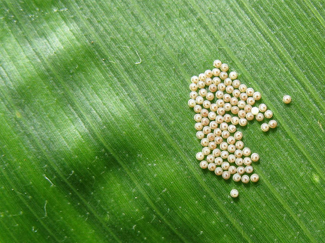 Western bean cutworm egg masses may be a common sight in the Great Lakes region of the U.S. this year, where Cry1F-traited Bt corn no longer controls the pest. (Photo courtesy of Jocelyn Smith, University of Guelph)