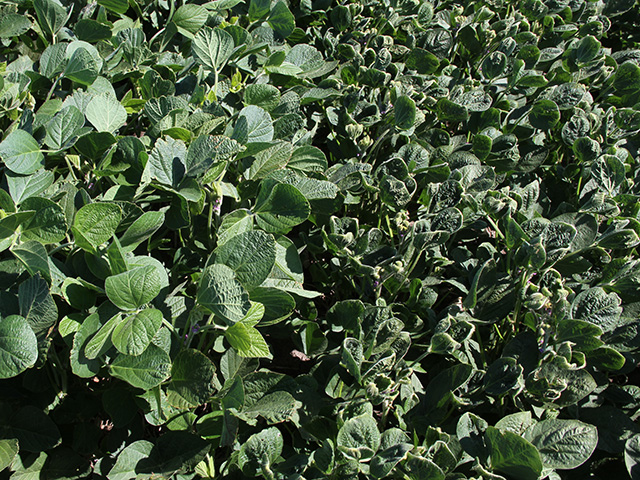 Soybean producers are divided by issues swirling around herbicide drift. In this field of Illinois soybeans, a test strip of Xtend soybeans (left) withstood the off-target movement of dicamba from a neighboring field, while the sensitive crop was puckered and cupped one-half mile into the field. (DTN photo by Pamela Smith)
