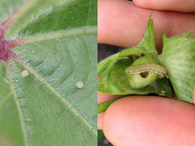 Scouting for bollworm eggs and/or caterpillars in Bt cotton in the South will be necessary this year, as Bt resistance and bollworm populations ramp up. (Photos courtesy Dominic Reisig, NC State University). 