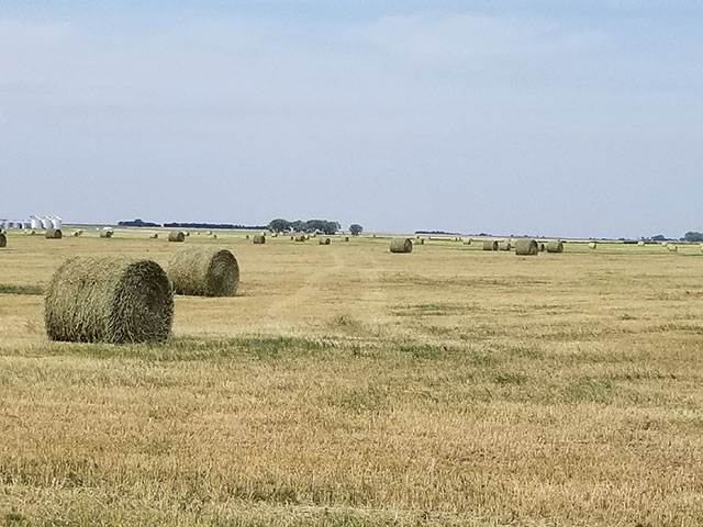 Scouts on the annual Hard Spring Wheat and Durum Tour will likely find many drought-stricken wheat fields already cut and baled, such as this one near Gettysburg, South Dakota. (Photo courtesy of Tim Luken)