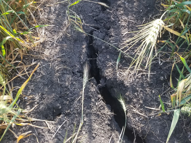 Scouts encountered many signs of severe drought in spring wheat fields Wednesday, such as this crack, as the wheat tour ventured into northwestern and central North Dakota. (Photo courtesy of Kevin Ernst, Chiodo Commodities)