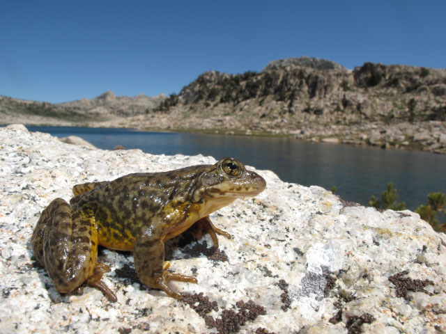Three agriculture groups in California are challenging the U.S. Fish and Wildlife Service in court for designating critical habitat for three amphibian species, including the Yosemite toad. (USGS photo by Devin Edmonds)