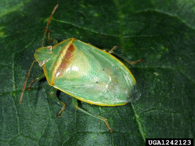 The redbanded stink bug is emerging as the top pest of soybeans in Midsouthern states like Arkansas, Louisiana and Mississippi. (Photo courtesy Russ Ottens, University of Georgia) 