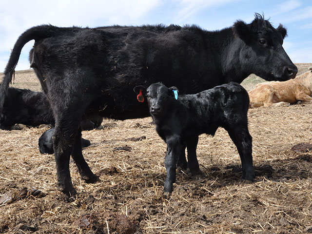 Young, nursing cows have high nutritional needs which when not met can lead health issues. (DTN/Progressive Farmer photo by Russ Quinn)