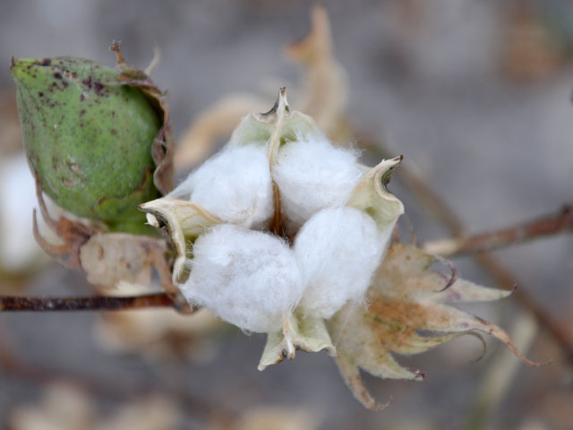 Higher-quality cotton may be more difficult to find after Hurricanes Harvey and Irma. Along with that, producers whose fields flooded may not be able to sell feed products such as cottonseed. (DTN file photo by Chris Clayton)