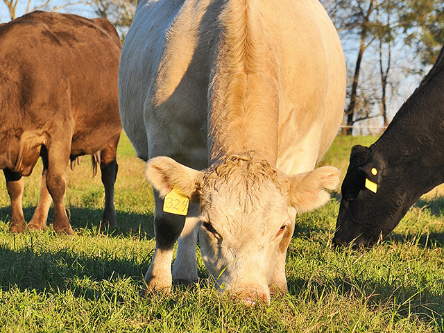 Set aside warm-season perennials to extend grazing and cut hay-feeding costs.(DTN/Progressive Farmer photo by Becky Mills)