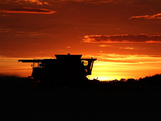 Before more unfavorable weather moved into the Canadian Prairies last week, farmers harvested often late into the night to try to get their crops into the bin, such as on this field near Alticane, Saskatchewan. (DTN photo by Elaine Shein)