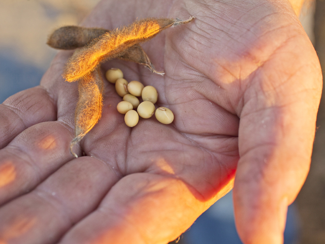 High oleic soybeans, such as these grown by Ohio farmer John Motter, could help fill the demand for healthy cooking oil, now that an FDA ban on trans fats is underway. (DTN photo by Jodi Miller)