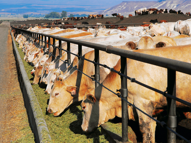 Cattle in feedlot (DTN file photo)