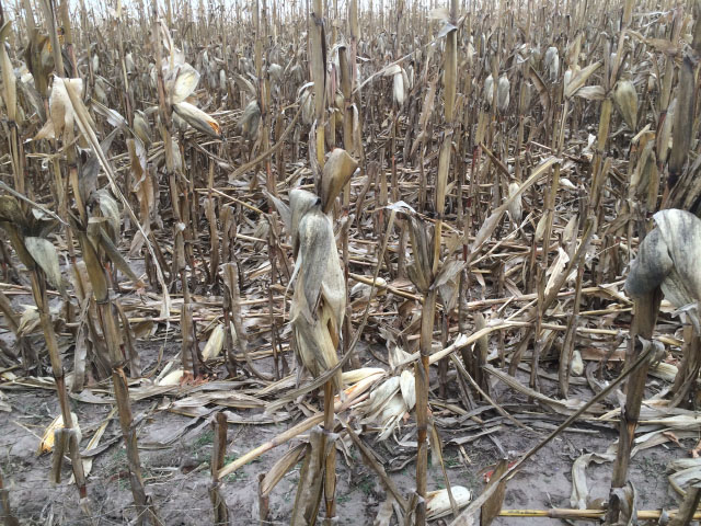 Much of eastern Nebraska -- including the Quinn farm -- saw wind-downed corn late in the season. (DTN photo by Russ Quinn)