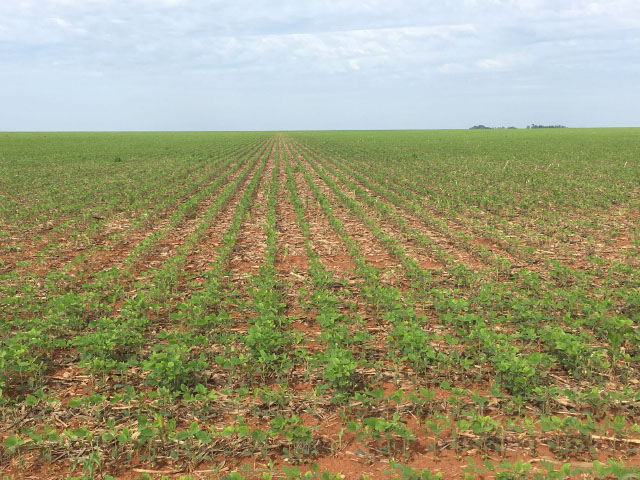 Brazilian soybean planting is behind last year's pace, but still at the five-year average time for planting. Ricardo Arioli Silva took this photo of emerging soybean plants on his farm Nov. 2 near Campo Novo, Mato Grosso. (Photo courtesy of Ricardo Arioli Silva)