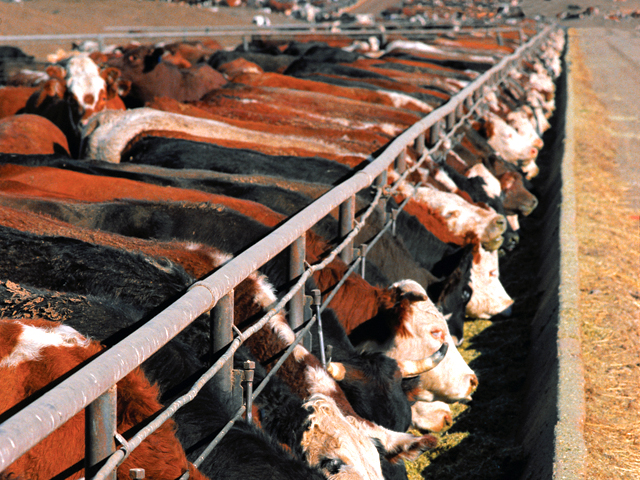 A Nebraska cattle feeder said large packers often require smaller feeders to sell based on carcass weights. USDA issued a $50,000 civil penalty against JBS Swift for not properly tracking data on cattle sold based on carcass weights. (DTN file photo)
