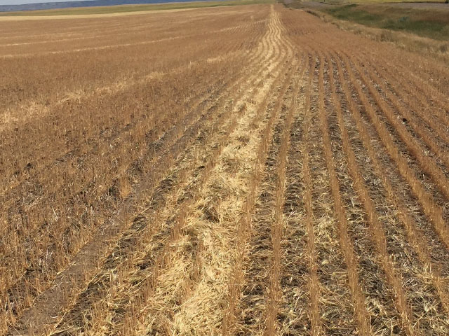 This spring wheat field near Frazer, Montana, was cut at harvest to be baled for hay because the severe drought this summer rendered it nearly useless. (Photo courtesy of Todd LaPlant, elevator manager at EGT LLC, Glasgow, Montana)