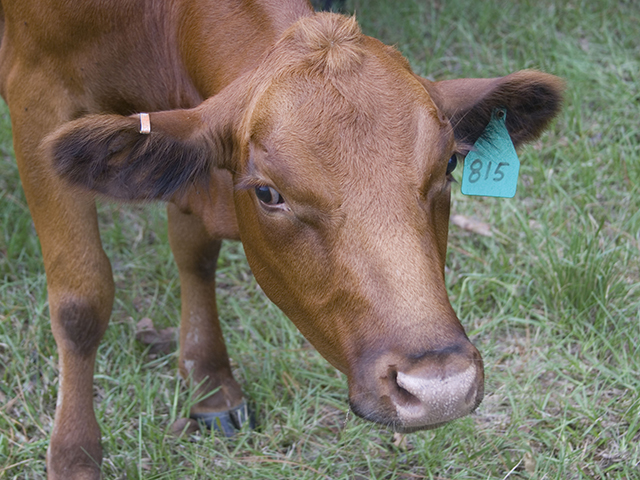 The decision between traditional pregnancy testing through palpation, or using a simple blood test, can sometimes hinge on convenience.(Progressive Farmer image by Claire Vath)
