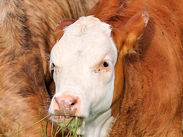 Monitor parasite loads on pastures and use an integrated approach to reduce the impact of parasites in cattle. (DTN/Progressive Farmer photo by Jim Patrico)