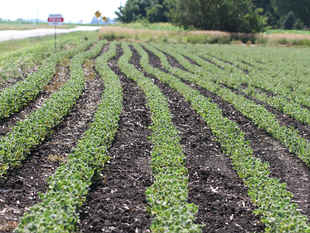 Soybeans are very sensitive to dicamba herbicide as many growers found out last year when varieties that were not tolerant to the herbicide showed injury symptoms. (DTN photo by Pamela Smith)