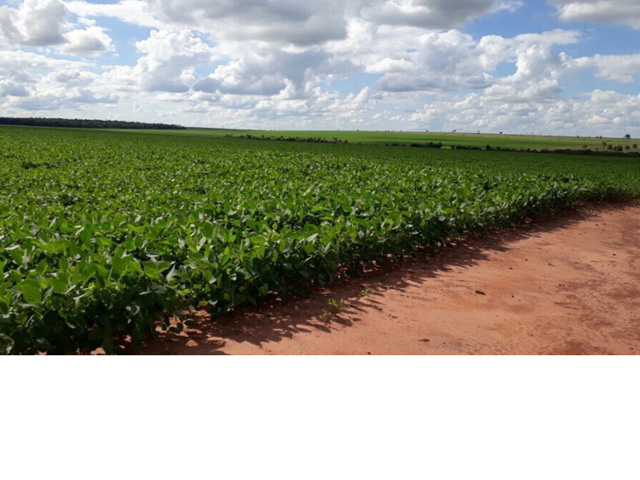 Robust growth and development in a Mato Grosso do Sul soybean field typifies the beneficial central Brazil weather pattern so far. (Photo courtesy of SL and E Farm/Fazenda) 