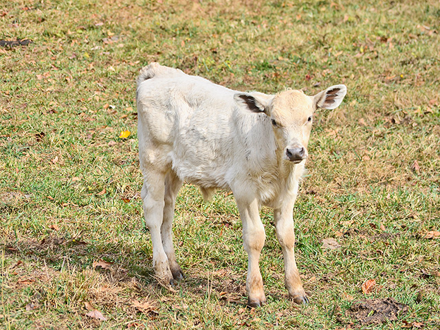 In young calves skin conditions are often secondary to scours. (Progressive Farmer image by Victoria G. Myers)