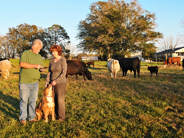 James and Barbara Strickland move their cow herd daily using a system of paddocks created with electric tape. (DTN/Progressive Farmer photo by Becky Mills)