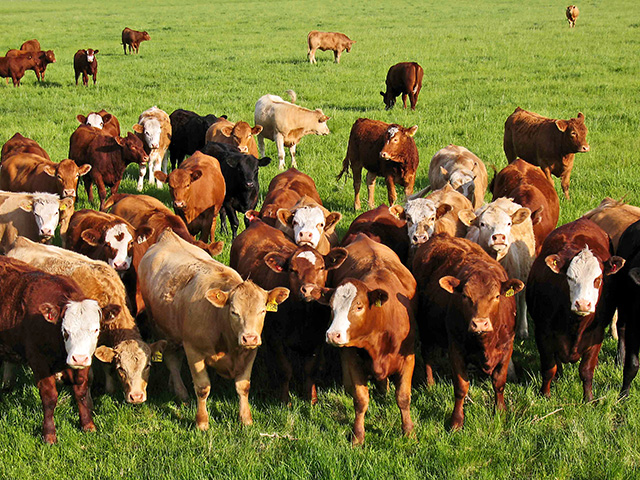 USDA released its biannual Cattle Inventory report on Friday. (Progressive Farmer file photo by Sam Wirzba)