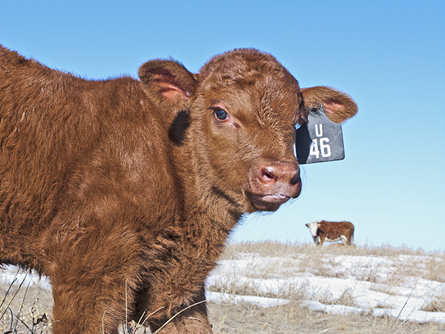 Colostrum replacers and electrolytes are the go-to solutions for at-risk calves. (DTN/Progressive Farmer photo by Sam Wirzba)