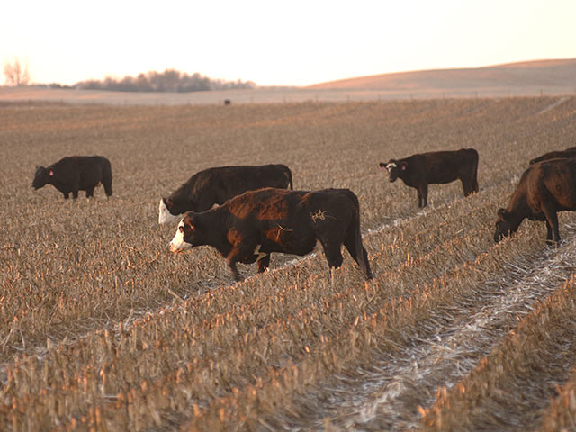 In its latest survey of pasture cash rents, the USDA showed some areas as high as $44 per acre; with some lows in the single digits. (DTN/Progressive Farmer photo by Jim Patrico)