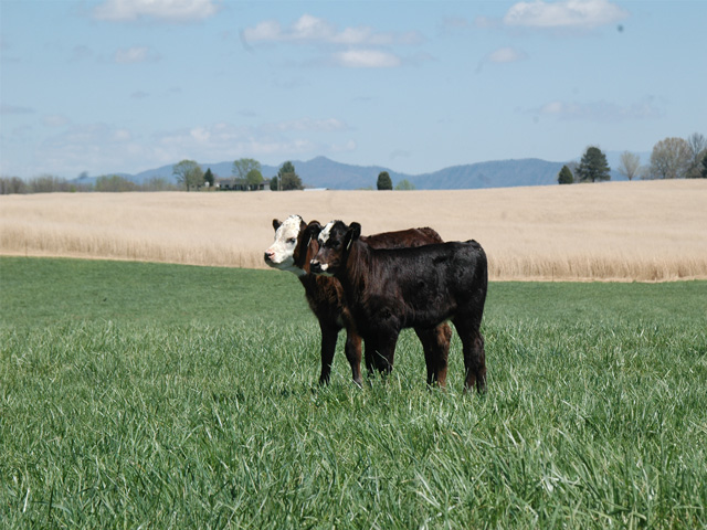 Clostridial vaccines have been around since the 1930s, but a recent finding reveals effectiveness may be limited when given with an IBR vaccine.(DTN/Progressive Farmer photo by Becky Mills)