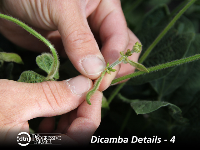 Symptoms of dicamba injury are easy to see in susceptible soybean fields and yield losses are possible, especially if multiple drift events occur. (DTN photo by Pamela Smith)
