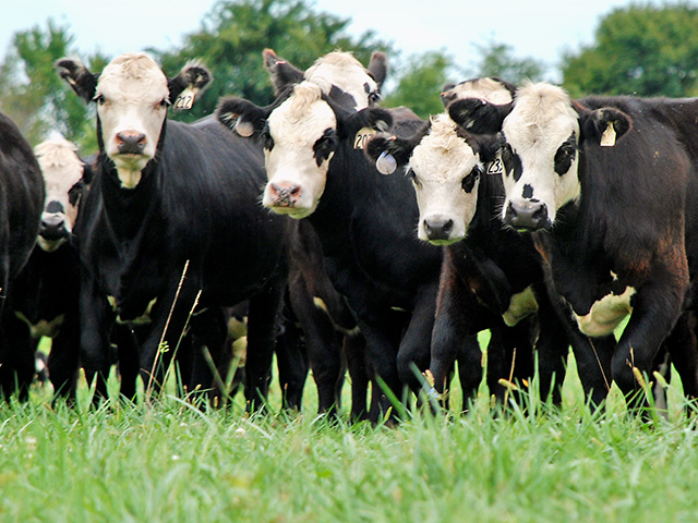 Reproductive issues this time of year should be addressed immediately to keep herd conception rates strong. (DTN/Progressive Farmer photo by Mark Parker)