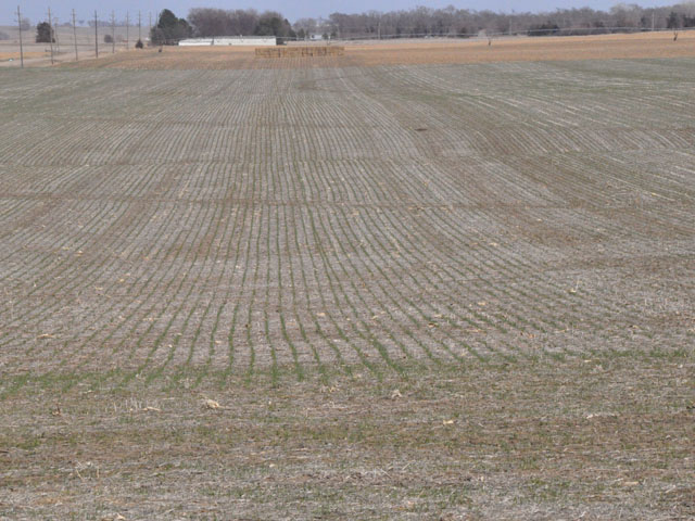 Rye grows in one of Kerry and Angela Knuth&#039;s fields near Mead, Nebraska. (DTN photo by Russ Quinn)  