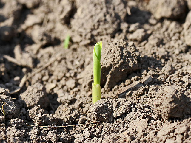 While getting every plant to emerge together is an admirable goal, two to four days is probably more realistic. Keeping a close eye on emergence gives a peek at what yield is possible and the confidence to invest in additional inputs. (DTN/The Progressive Farmer photo by Pamela Smith)