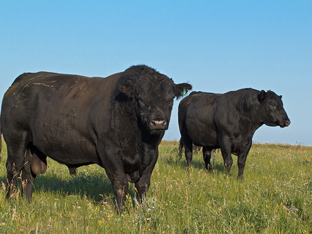 Choose the right bull, and he will more than pay for himself. The key is good genetics that complement your herd.(Progressive Farmer photo by Sam Wirzba)