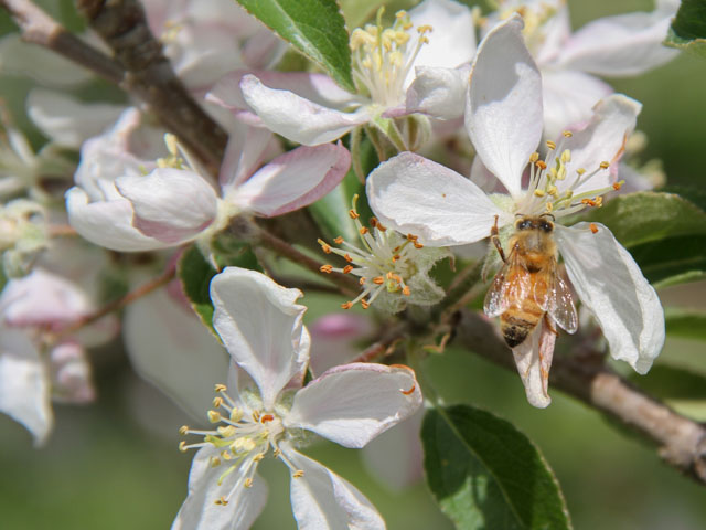 Bees have many challenges beyond pesticides, but consumers don't know that if we don't share the story. (DTN photo by Pamela Smith)