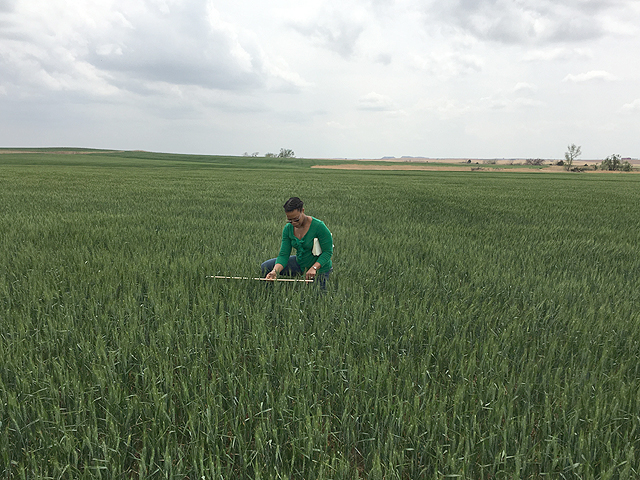 A scout on the yellow route of the Hard Winter Wheat Crop Tour measures wheat in a field in Woods County, Oklahoma, on day two of the tour. (DTN photo by Mary Kennedy)