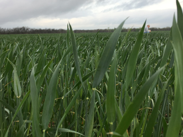 This field in Marion County, Kansas, inspected by scouts on day three of the Winter Wheat Tour was in the boot stage. (DTN photo by Mary Kennedy)
