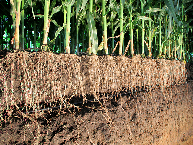 Root research is critical for future growth of crop yields, especially as farming becomes more precise and predictive. (DTN photo by Pamela Smith)