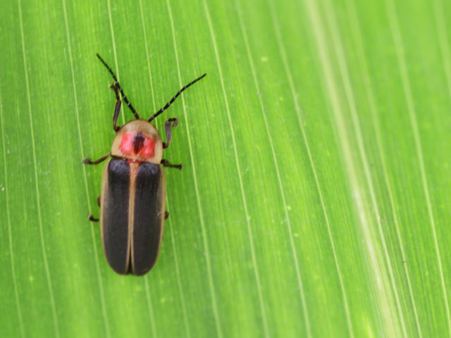 Fireflies are not always recognized by the light of day, but they are often found hanging out in cornfields waiting to illuminate our nights. (DTN photo by Pamela Smith)