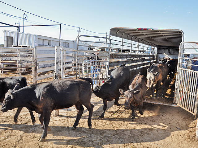 Identification protocols is especially challenging for the livestock industry. (Progressive Farmer image by Chris Clayton)