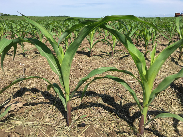 Corn near Palmyra, Illinois is well into the growth phase with the assistance of mid-May heat. (DTN photo by Pam Smith)