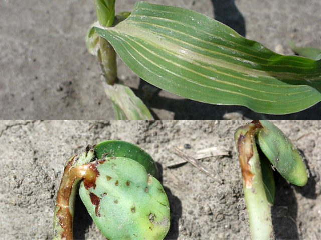 It can be hard to tell seedling diseases apart from chemical injury like fomesafen carryover in corn or soybean seedlings burned by soil-applied herbicide, both shown above. (Photos courtesy of Aaron Hager, University of Illinois)